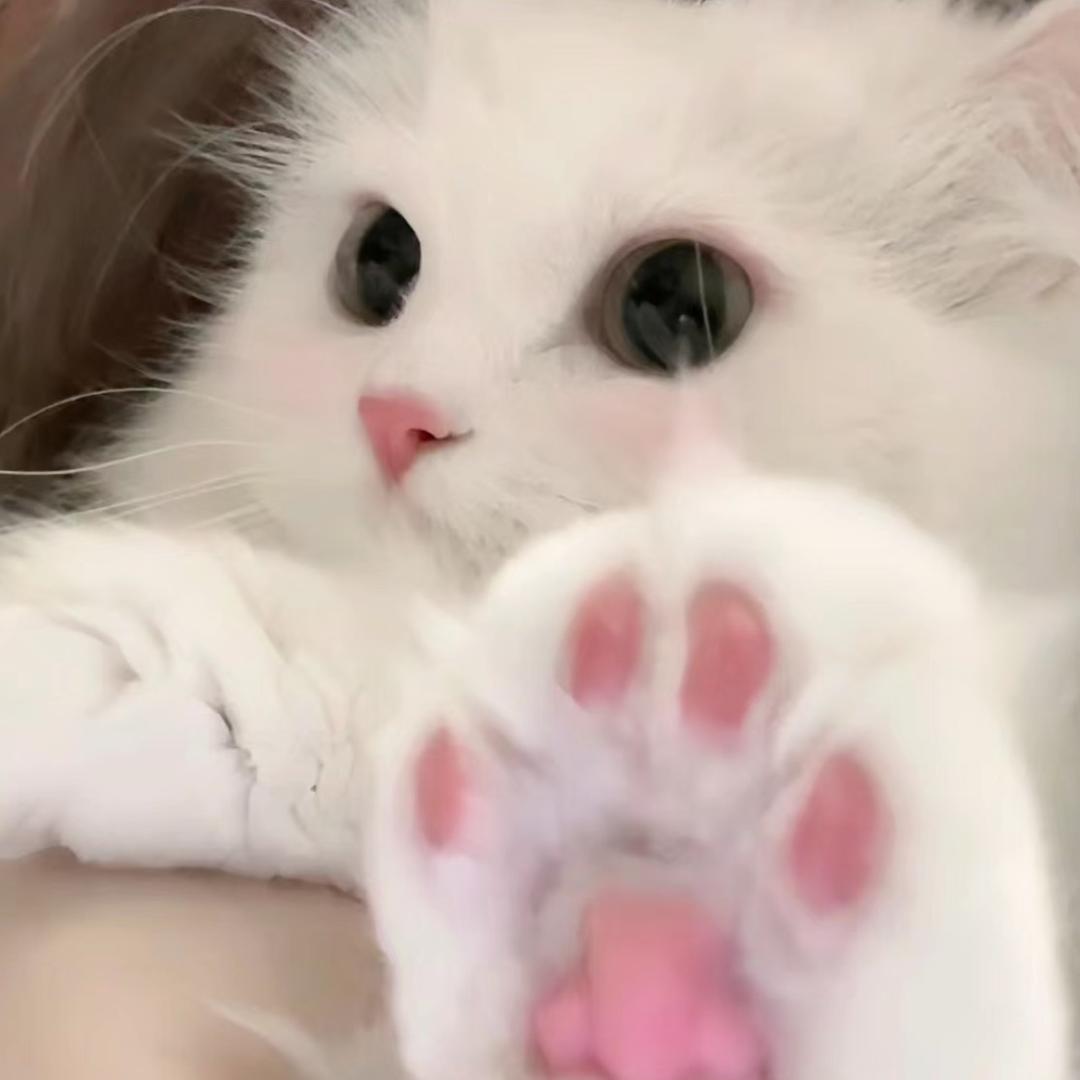 巧克力猫