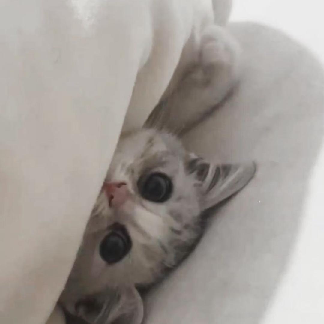 小洪.