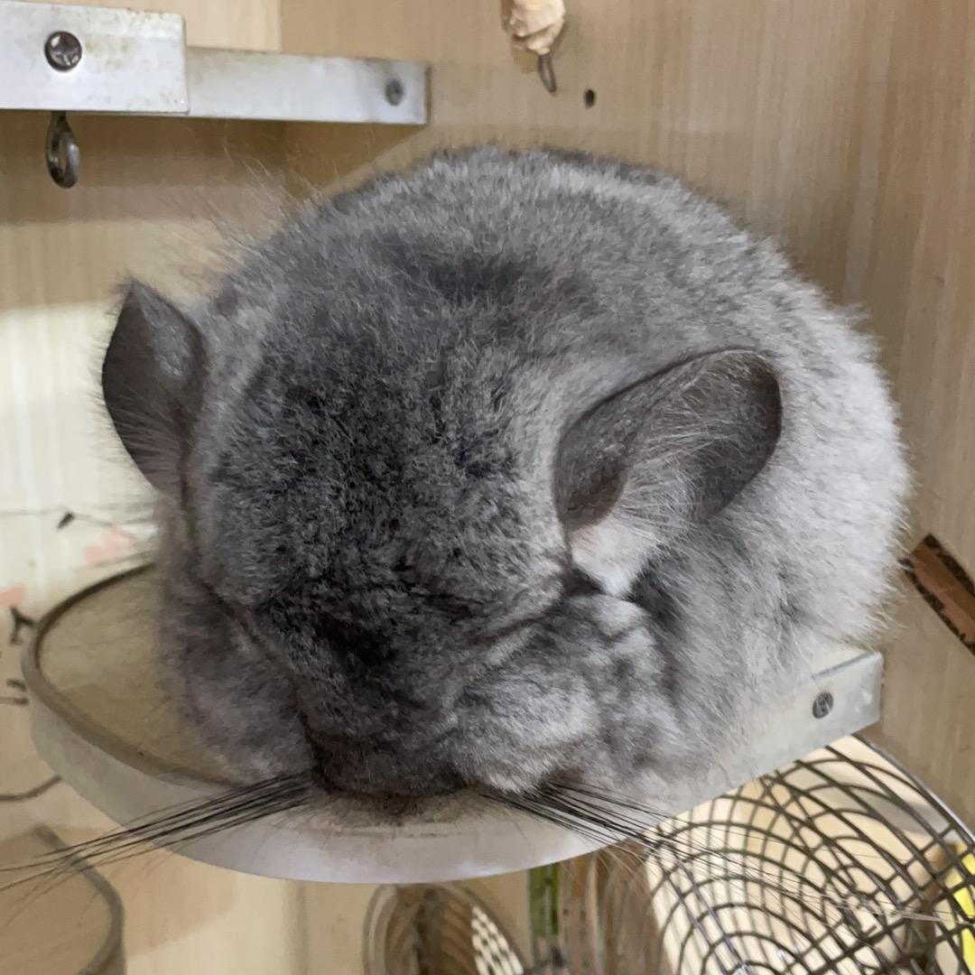 淘气龙猫