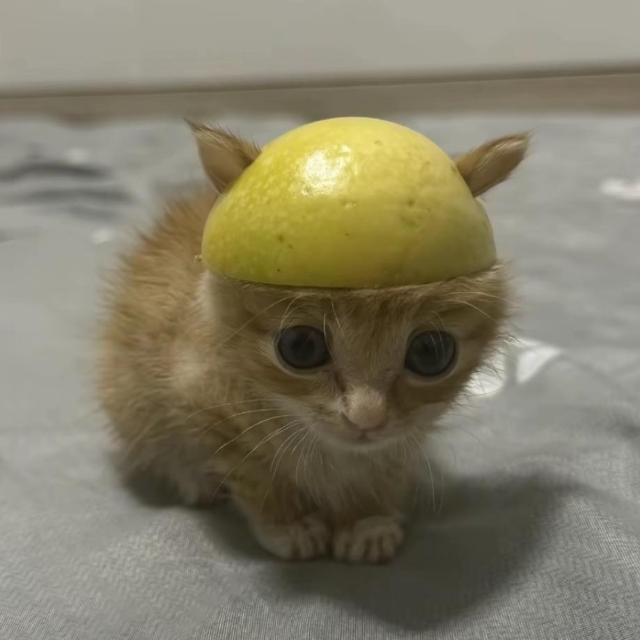 你芝士让我火大