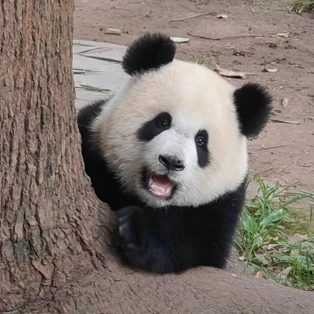 米乐