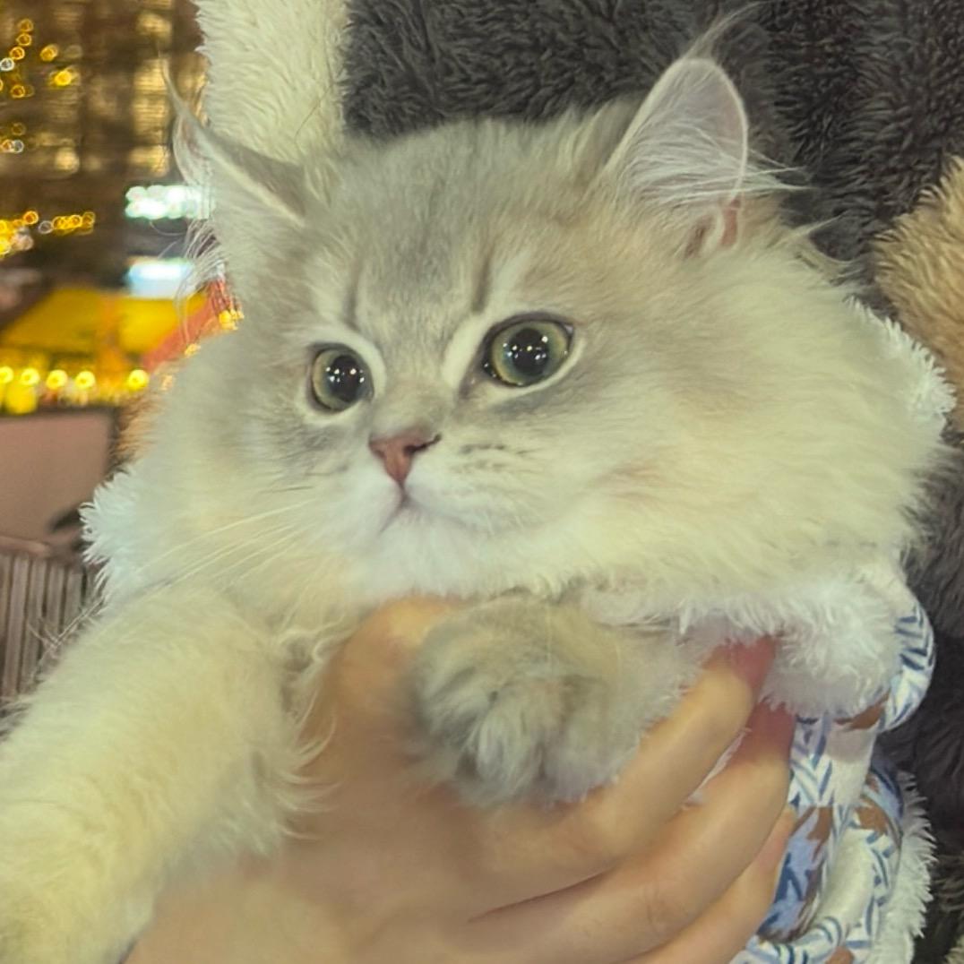 静姥姥和闹闹喵