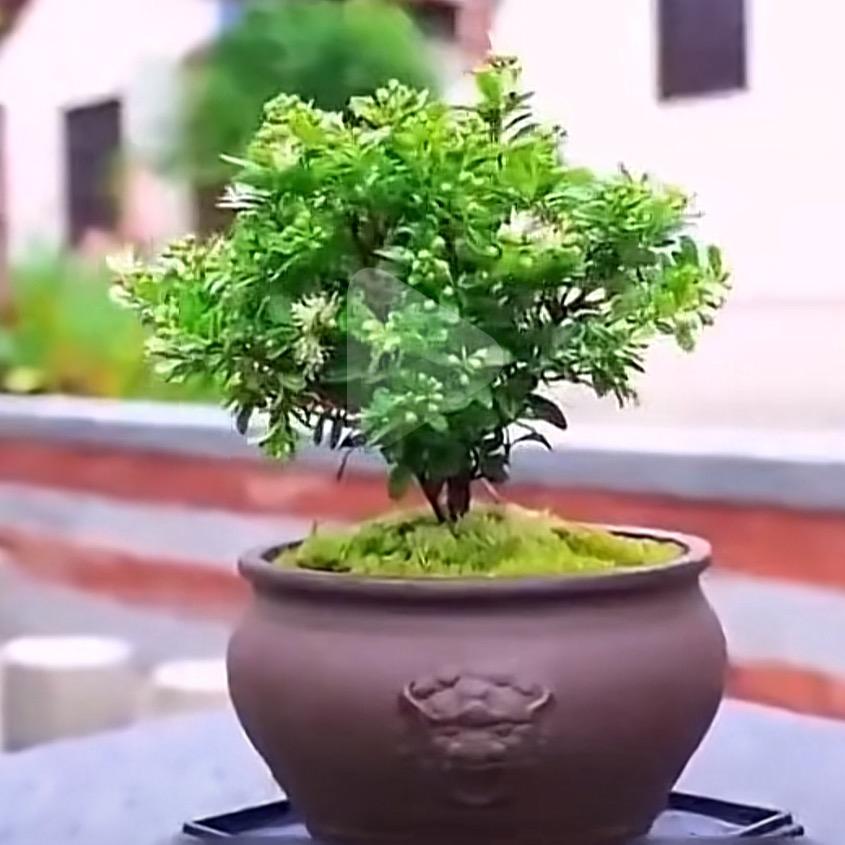 熹微花园