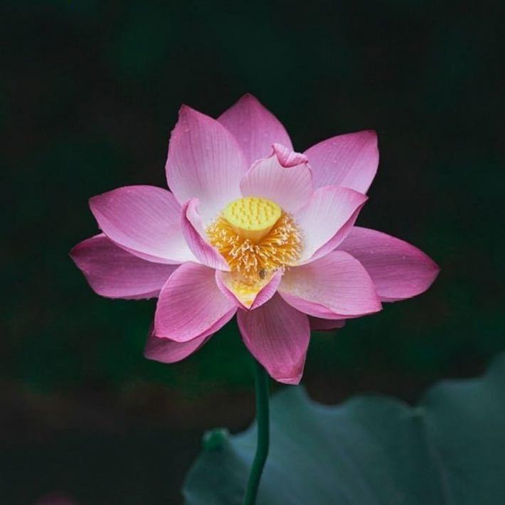 吹来一阵西北风