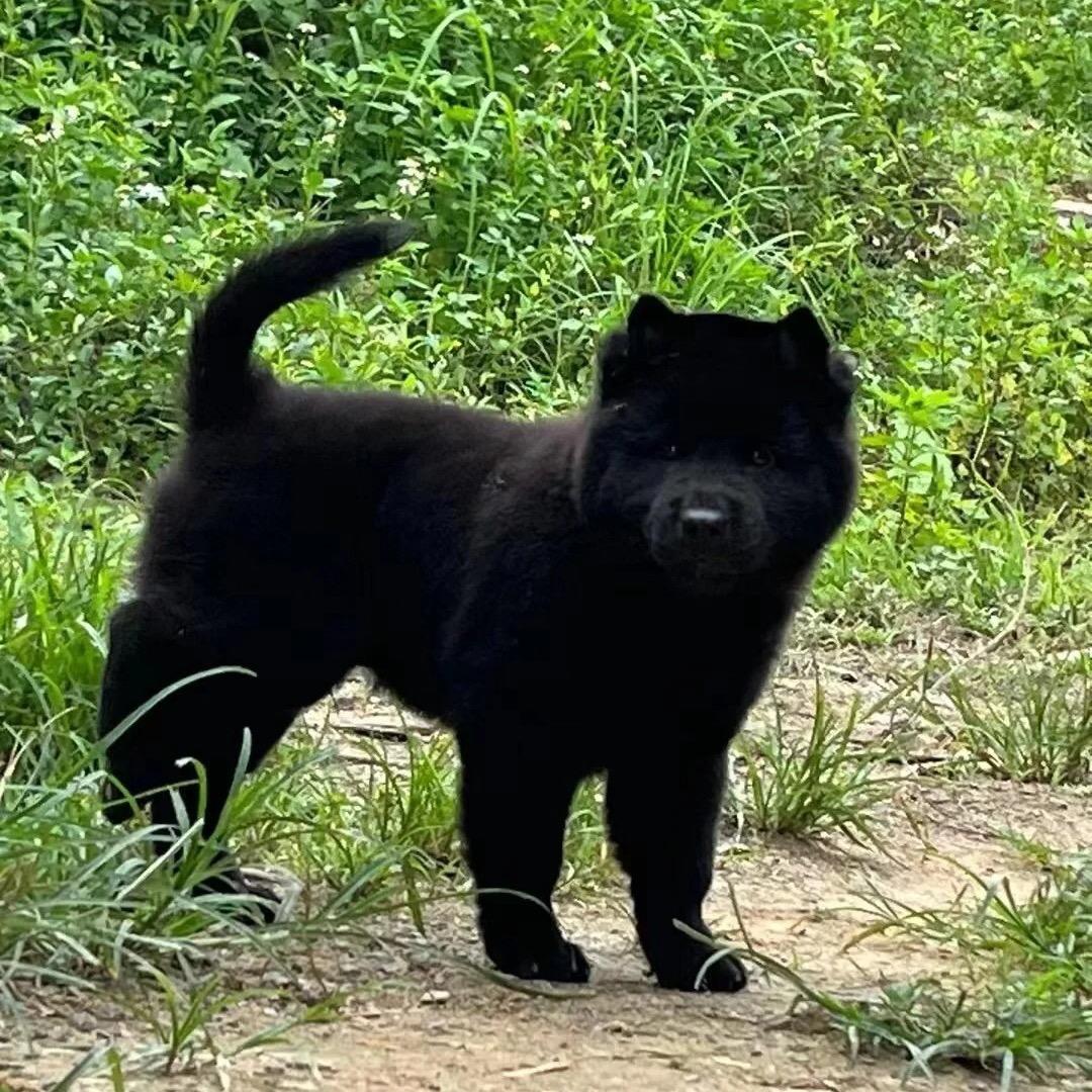广西五黑神犬