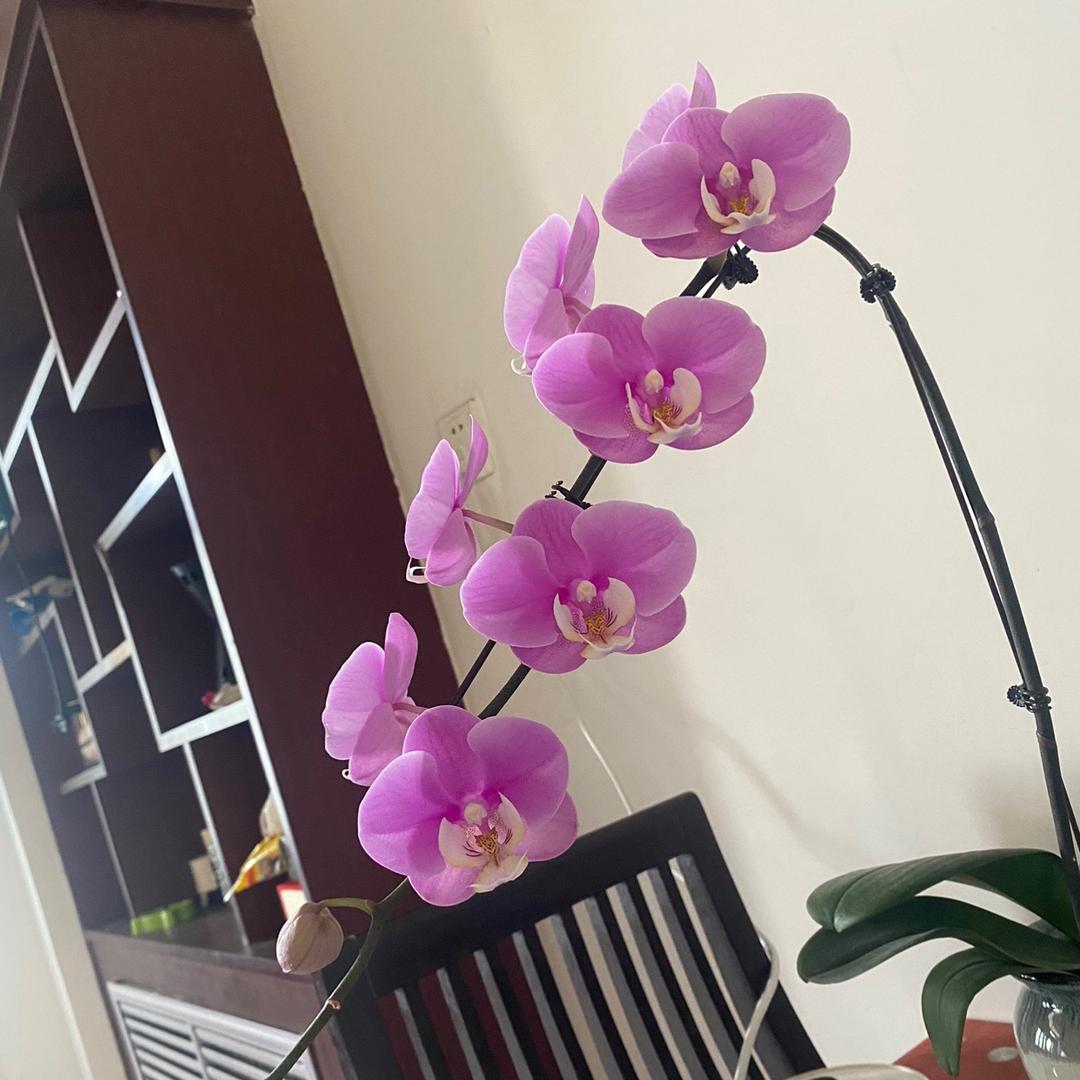秦木枋