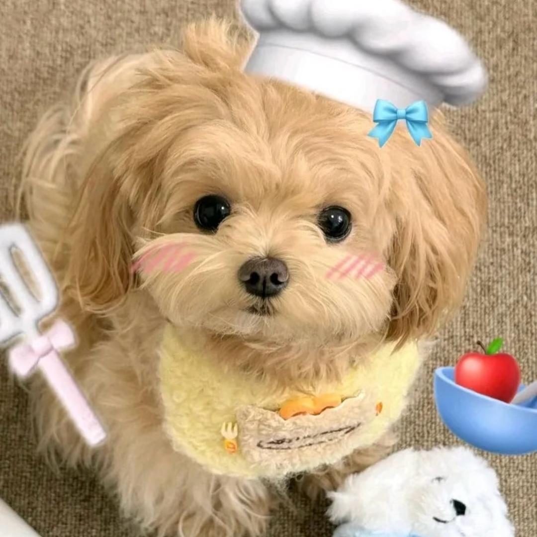 樱桃丸犊子