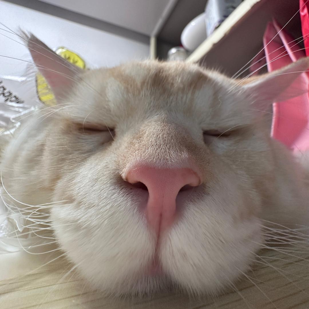 便秘大王