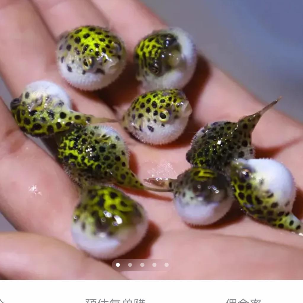 小豚豚水族(批发)