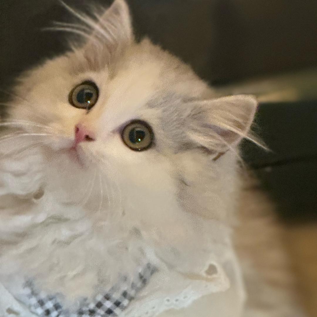 小鼻嘎们的一天