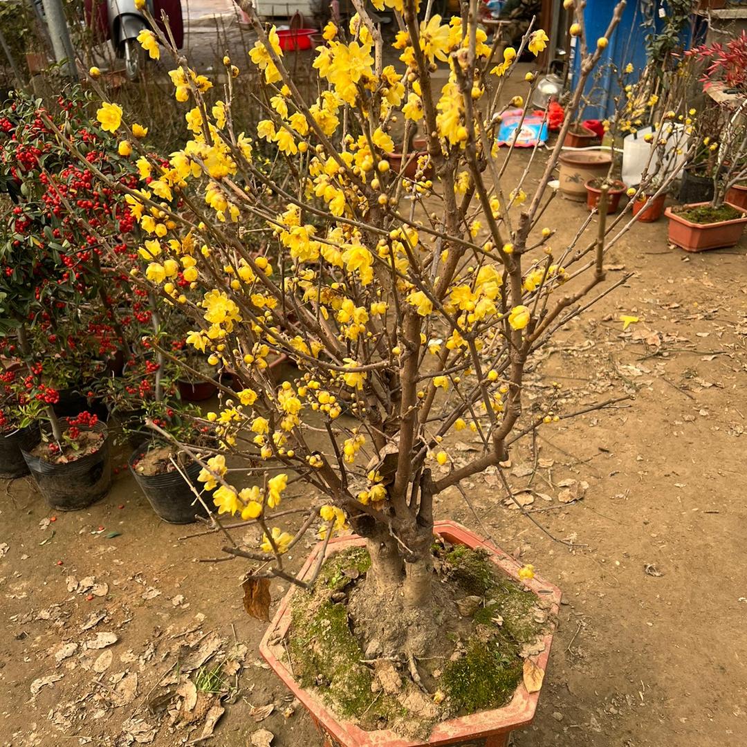 雨琀果树苗木专营店