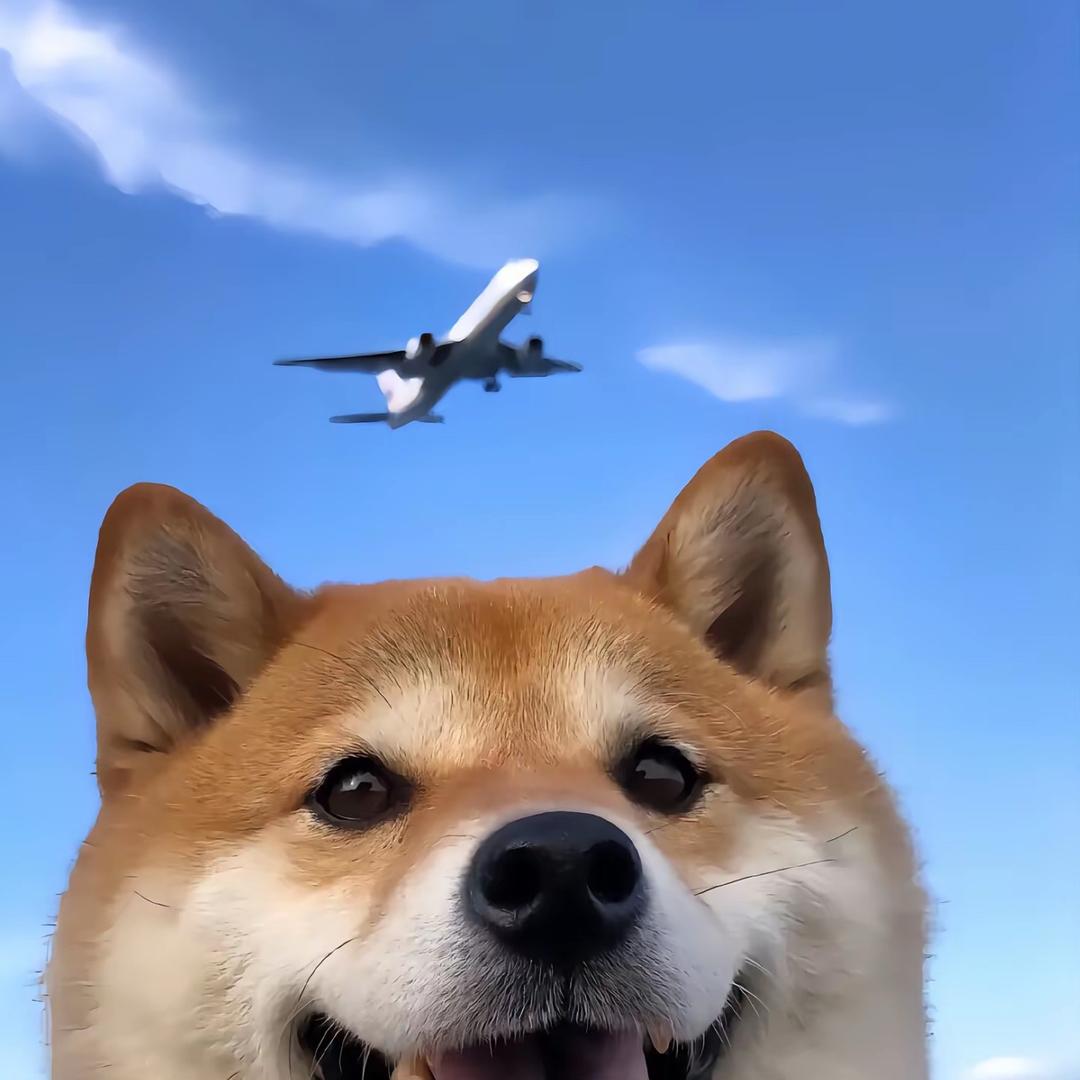 蛋蛋