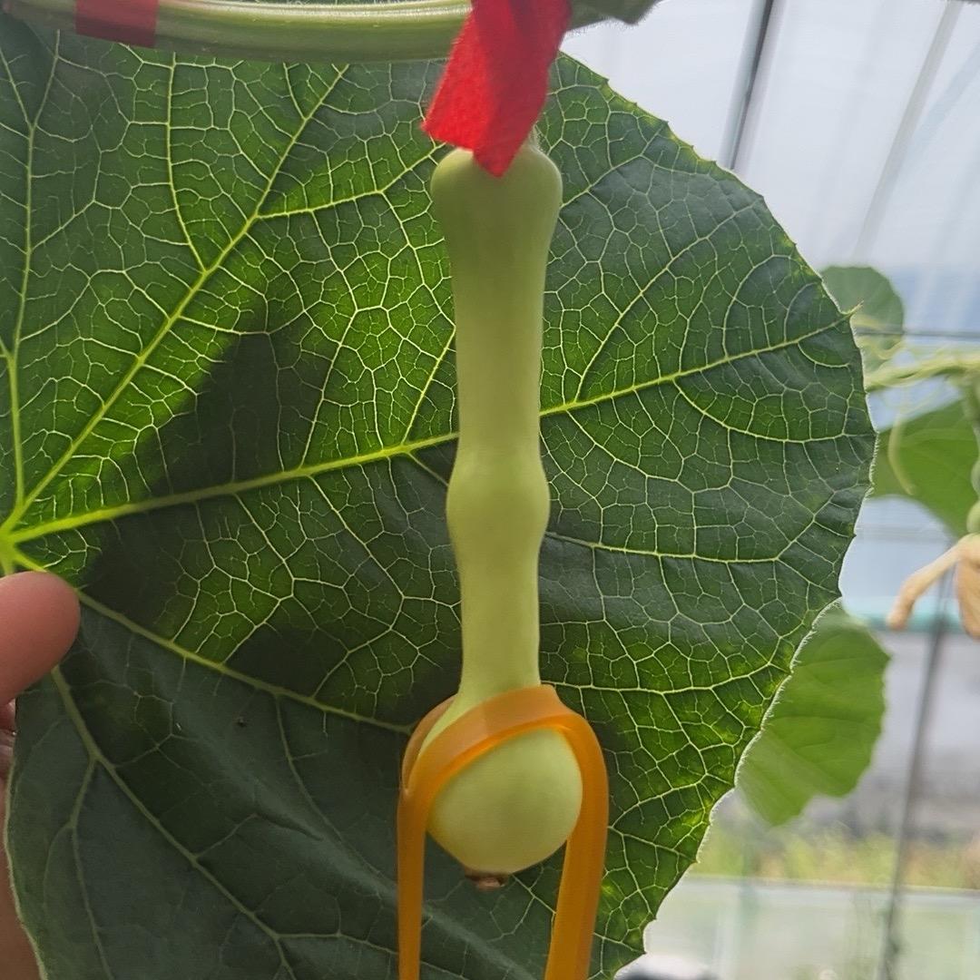 【上上签】葫芦