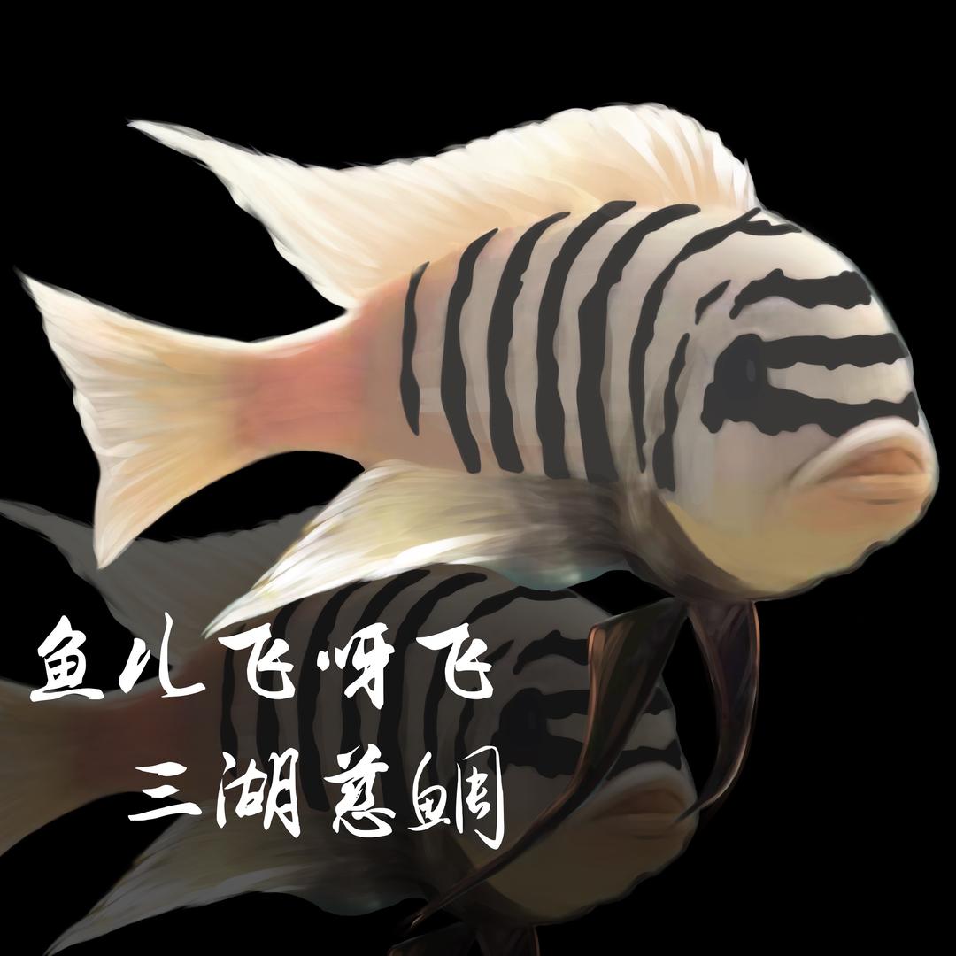 鱼儿飞呀飞三湖慈鲷