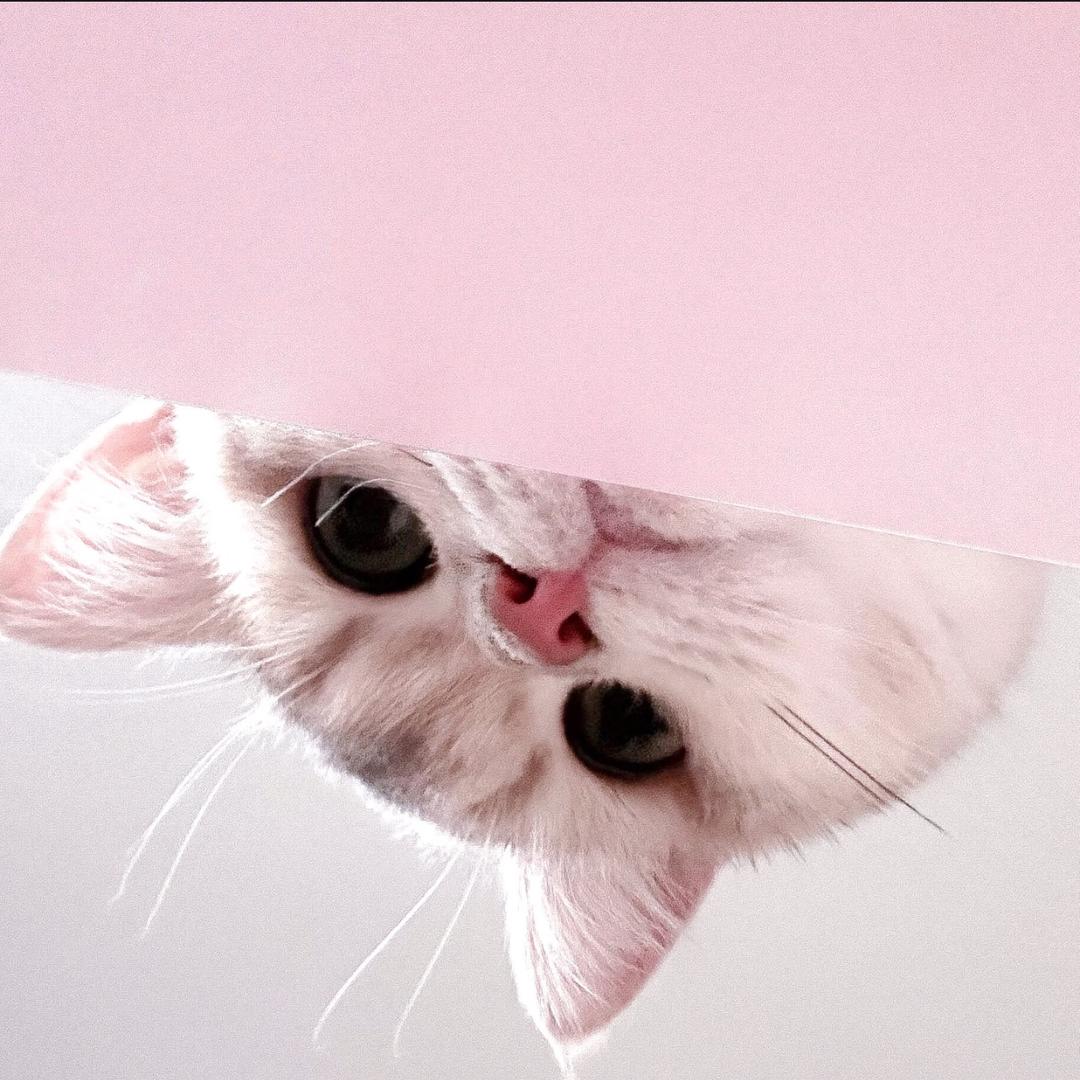 小猫拉勾勾- ̗̀⑅°͈꒳