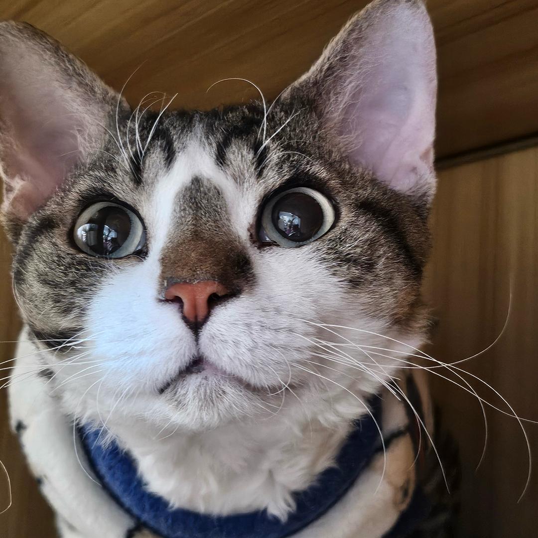 馄饨是只猫