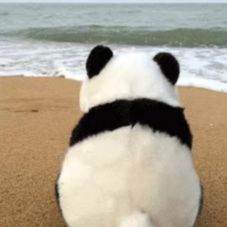 Panda同学
