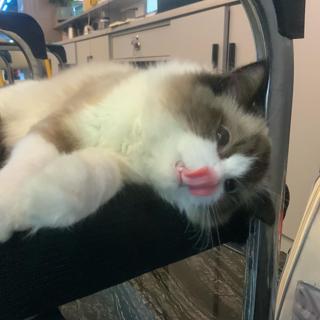 原神小猪仔
