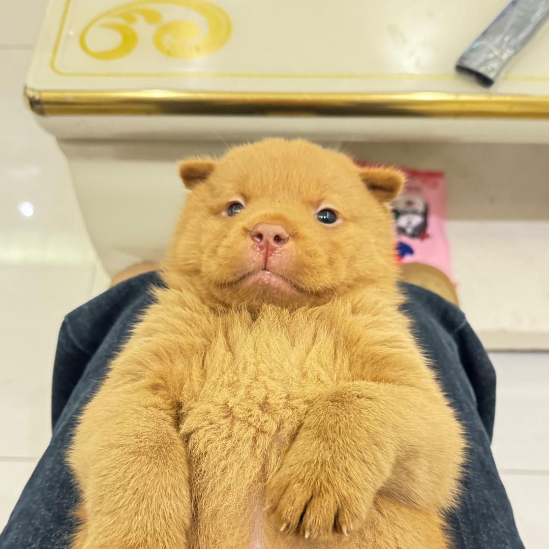 葱动