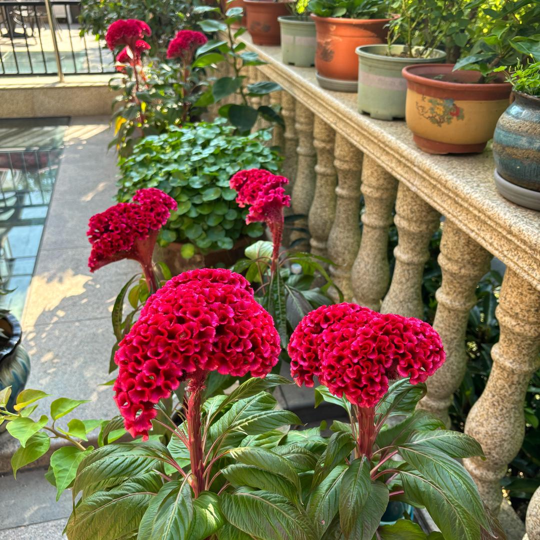 花儿．果实
