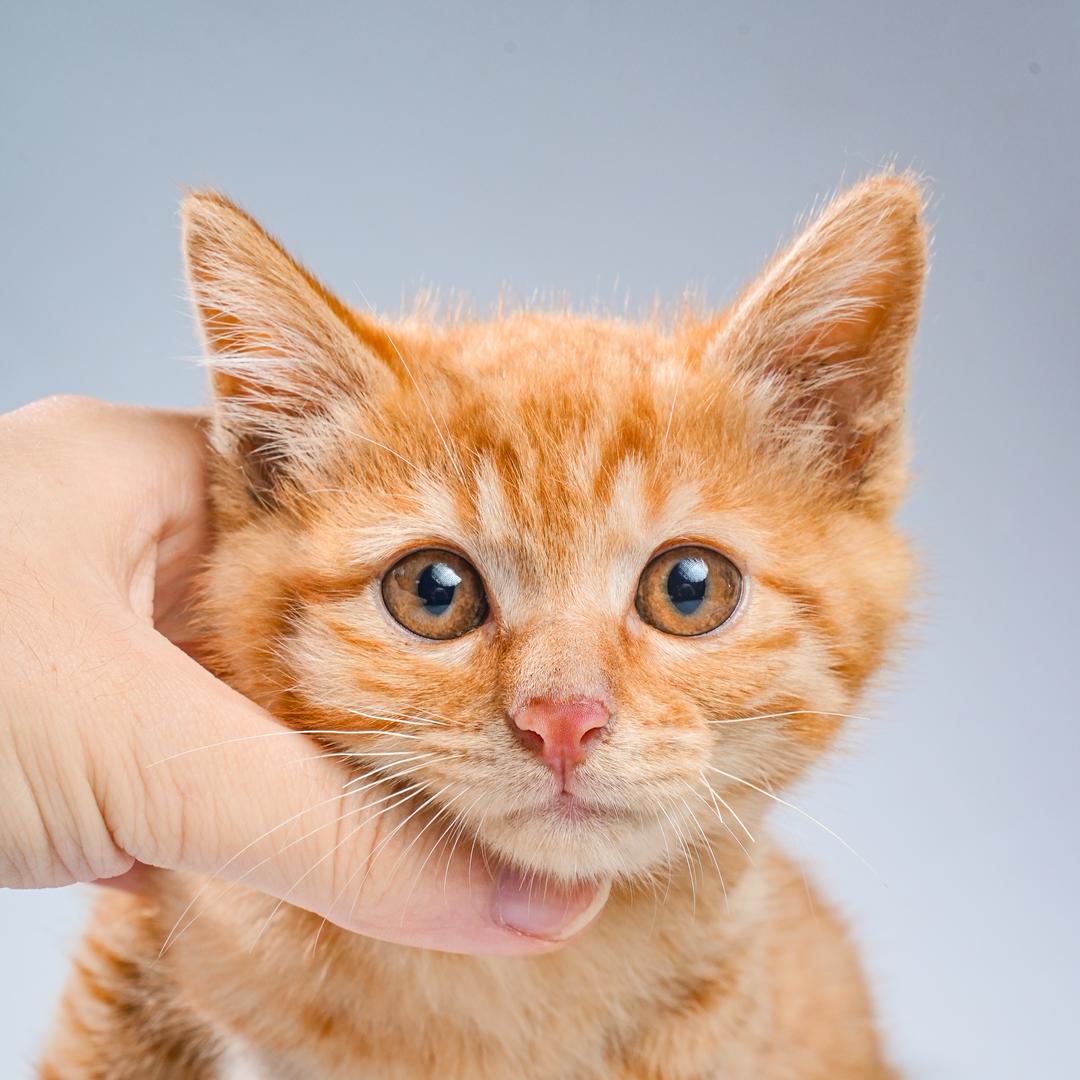 来财是只猫
