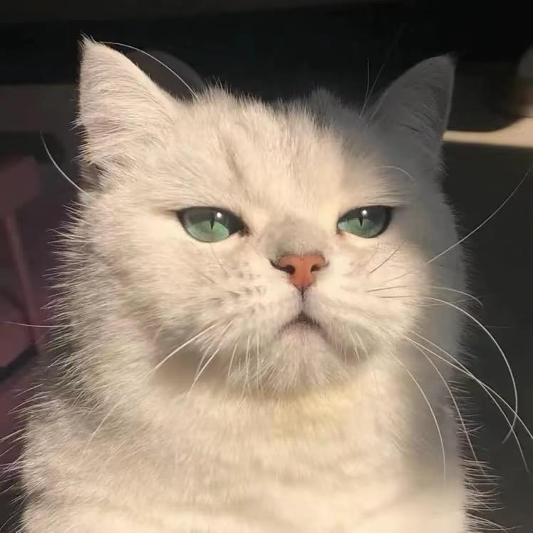 猛踹瘸子那条好腿icon