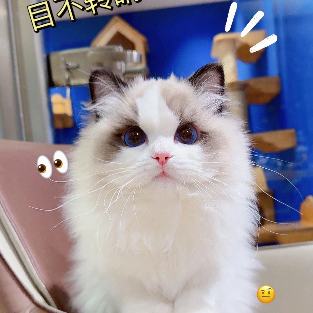 Twins·布偶猫 小助理