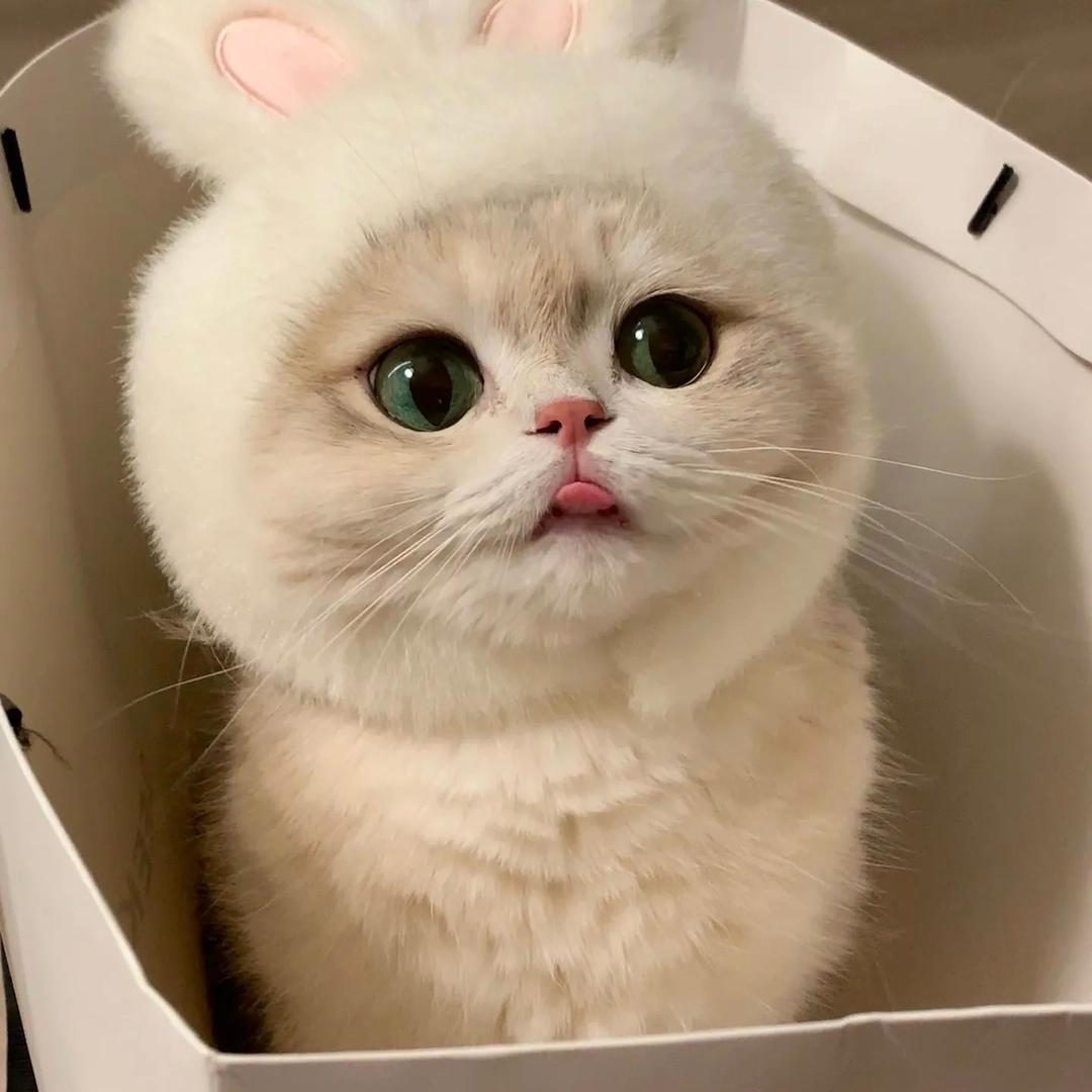 爱猫族甄选