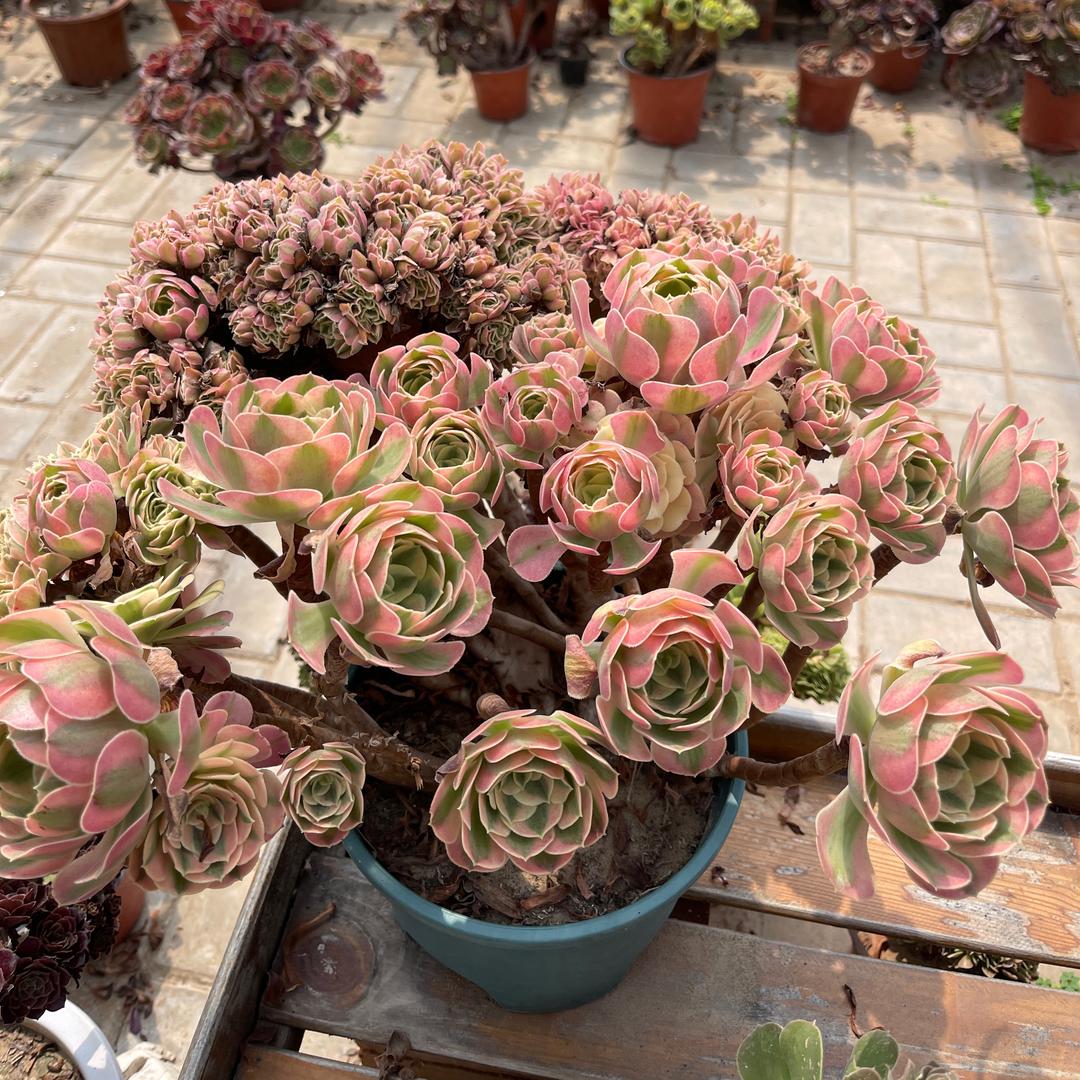 锦安精品多肉园艺