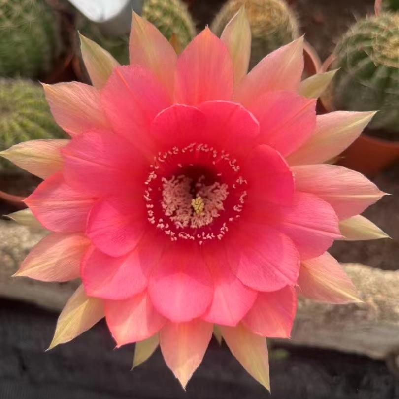 小洛花卉园艺