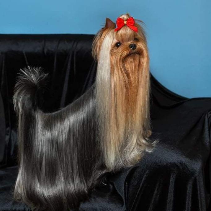 迷恋之约