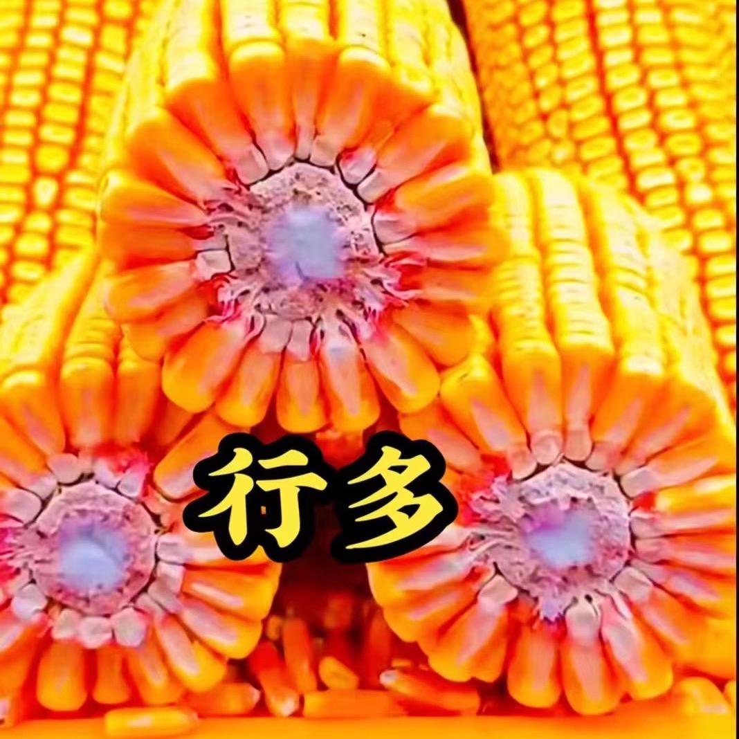 高产玉米种子新疆育种