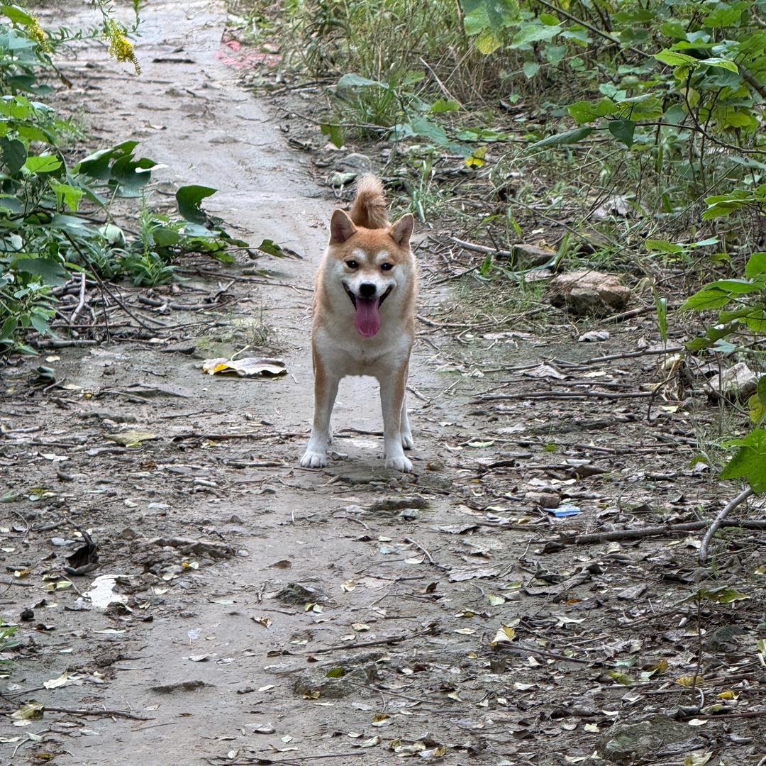 憨豆柴犬