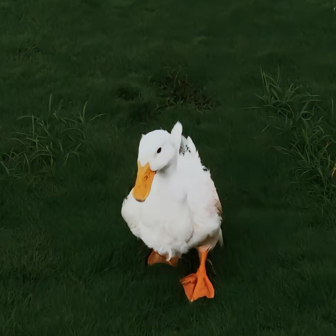 🕶️哟