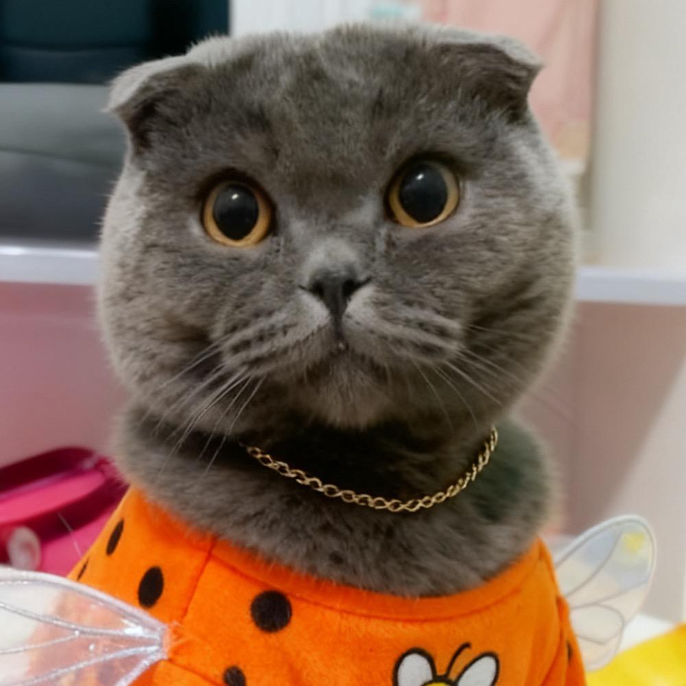 蓝猫折耳 小柯南