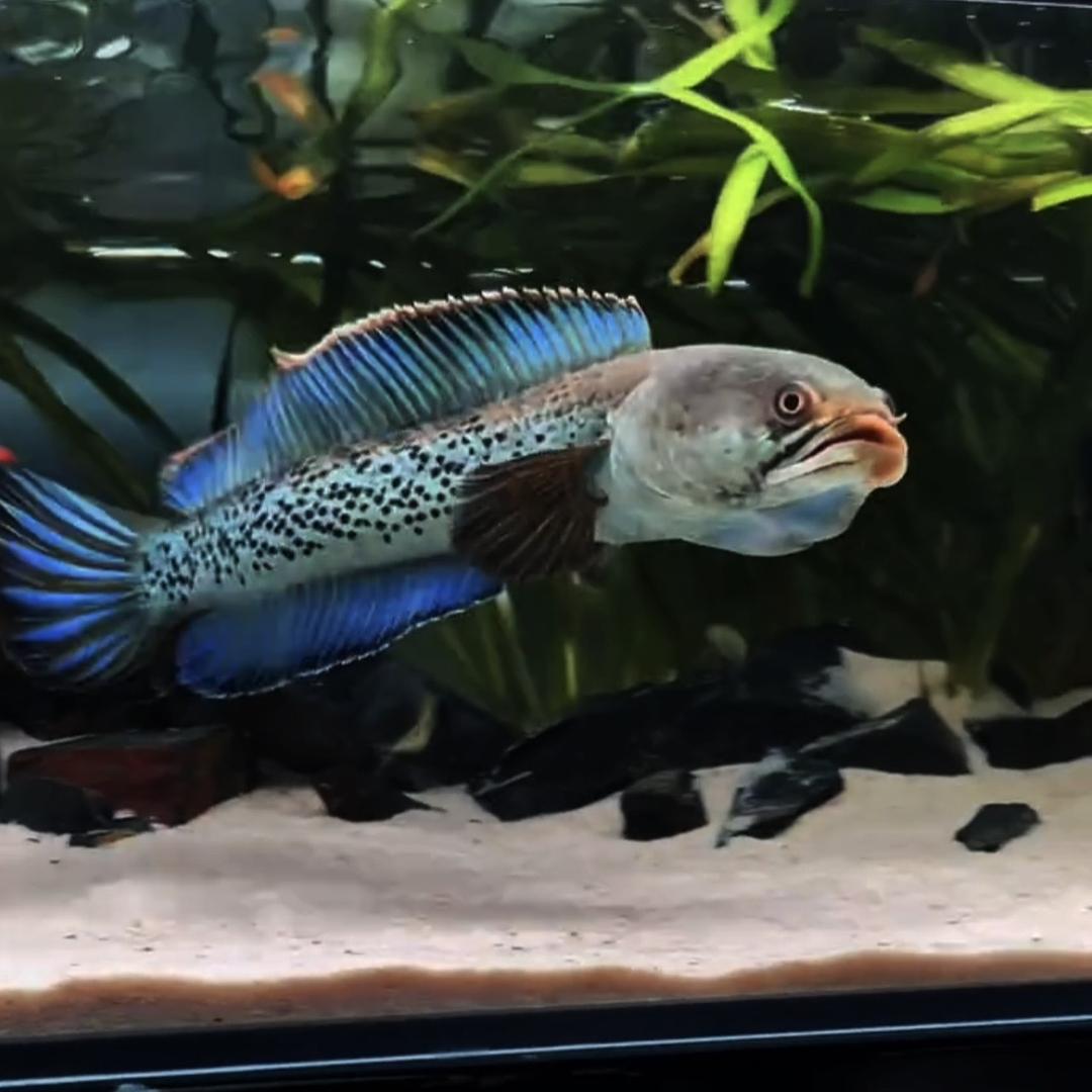 凌云水族（无极饲料）