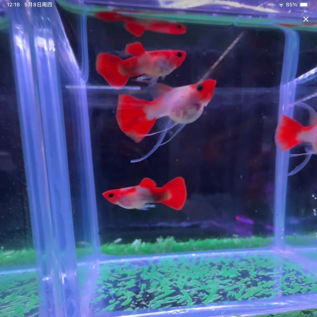 小🐟🐟