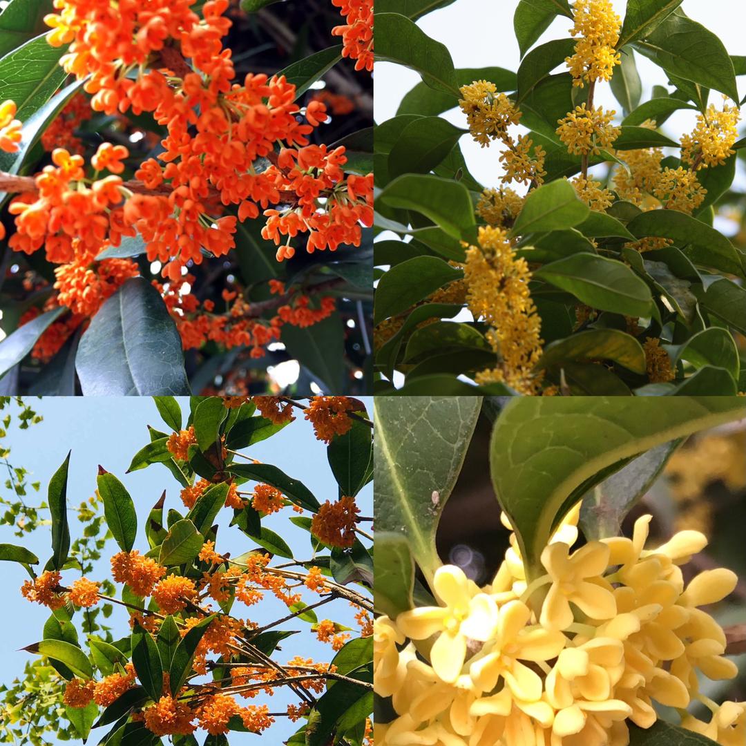 怡冉花卉园艺