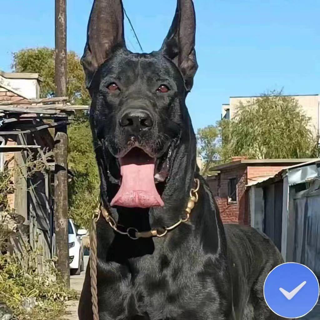 黑狼猛犬繁育之家