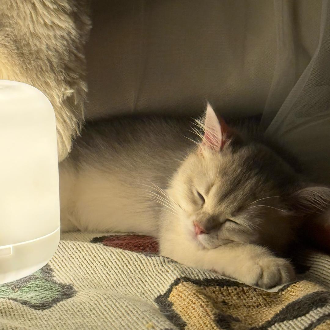 一口一个小蓝莓