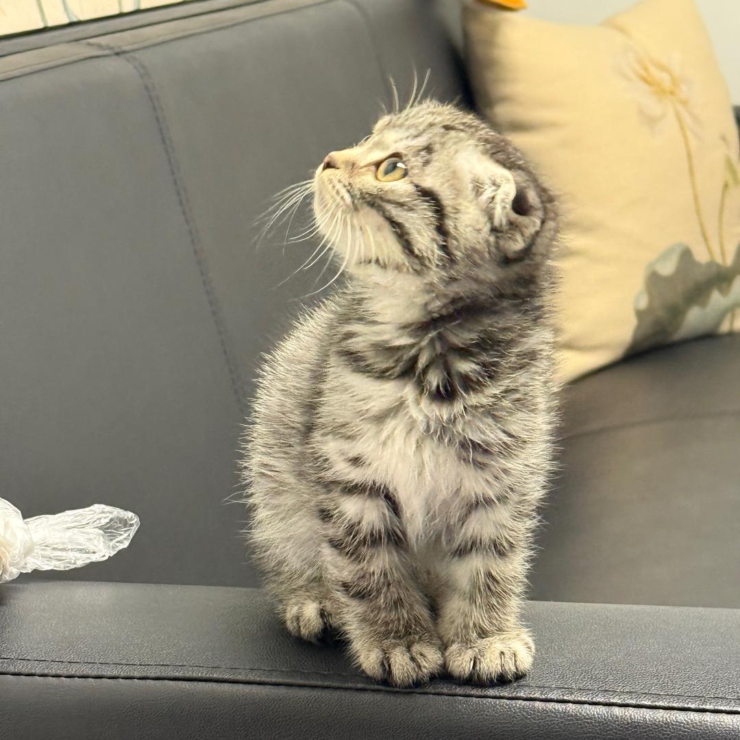 妮娜🐱露娜🐱
