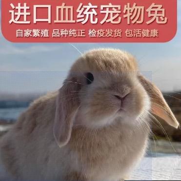 优宠小铺PuJ
