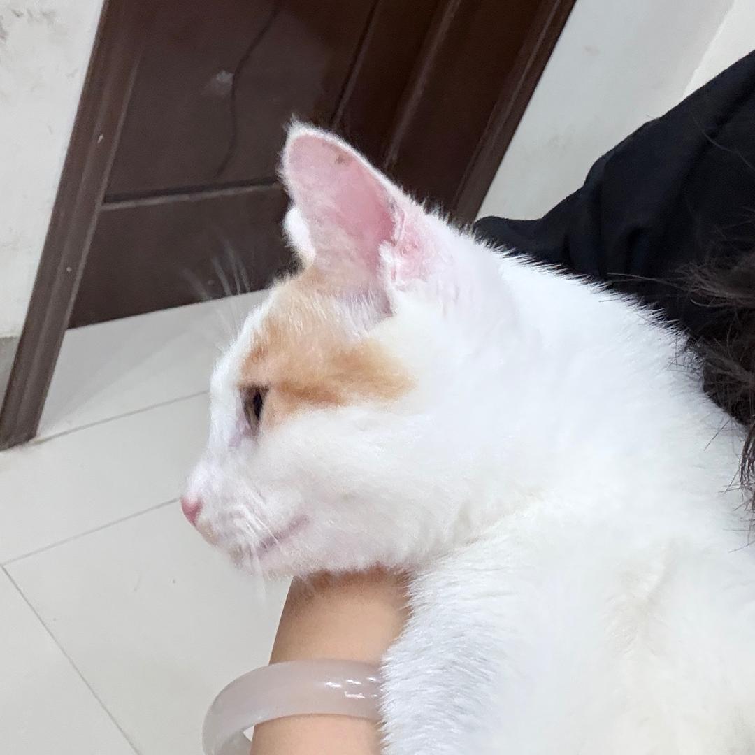 豆包是只猫