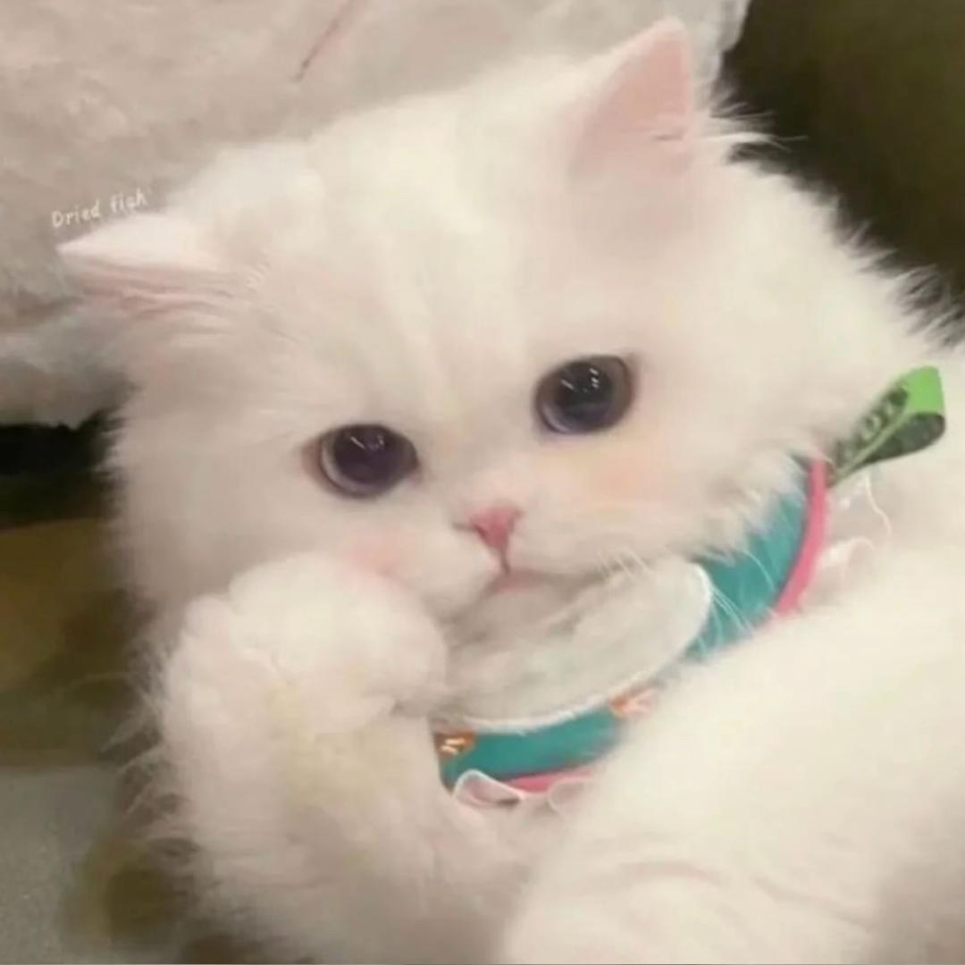 川渝暴龙美少女