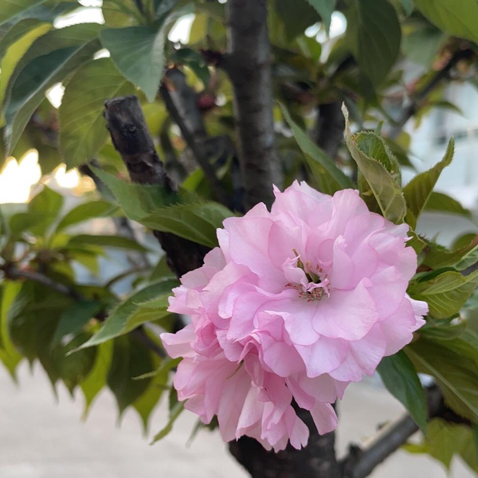 阿阳炜鸿精品店