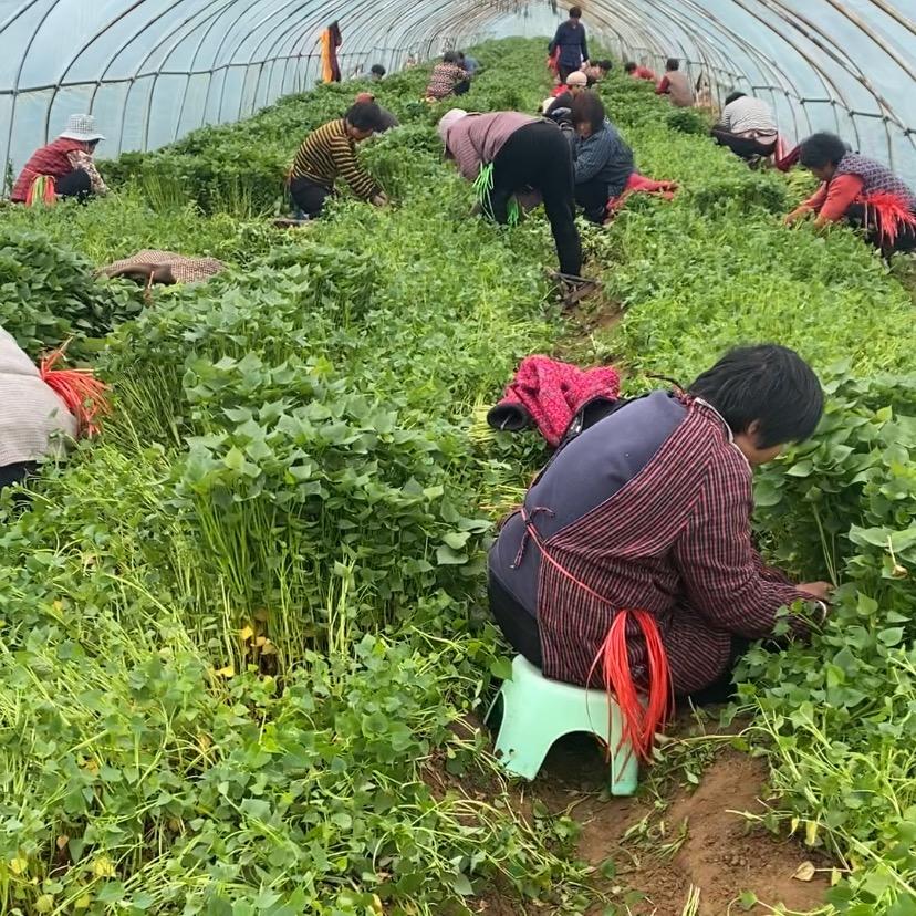 临沂薯香红薯苗基地