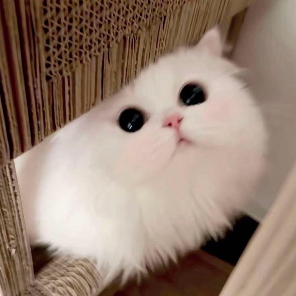 凤梨