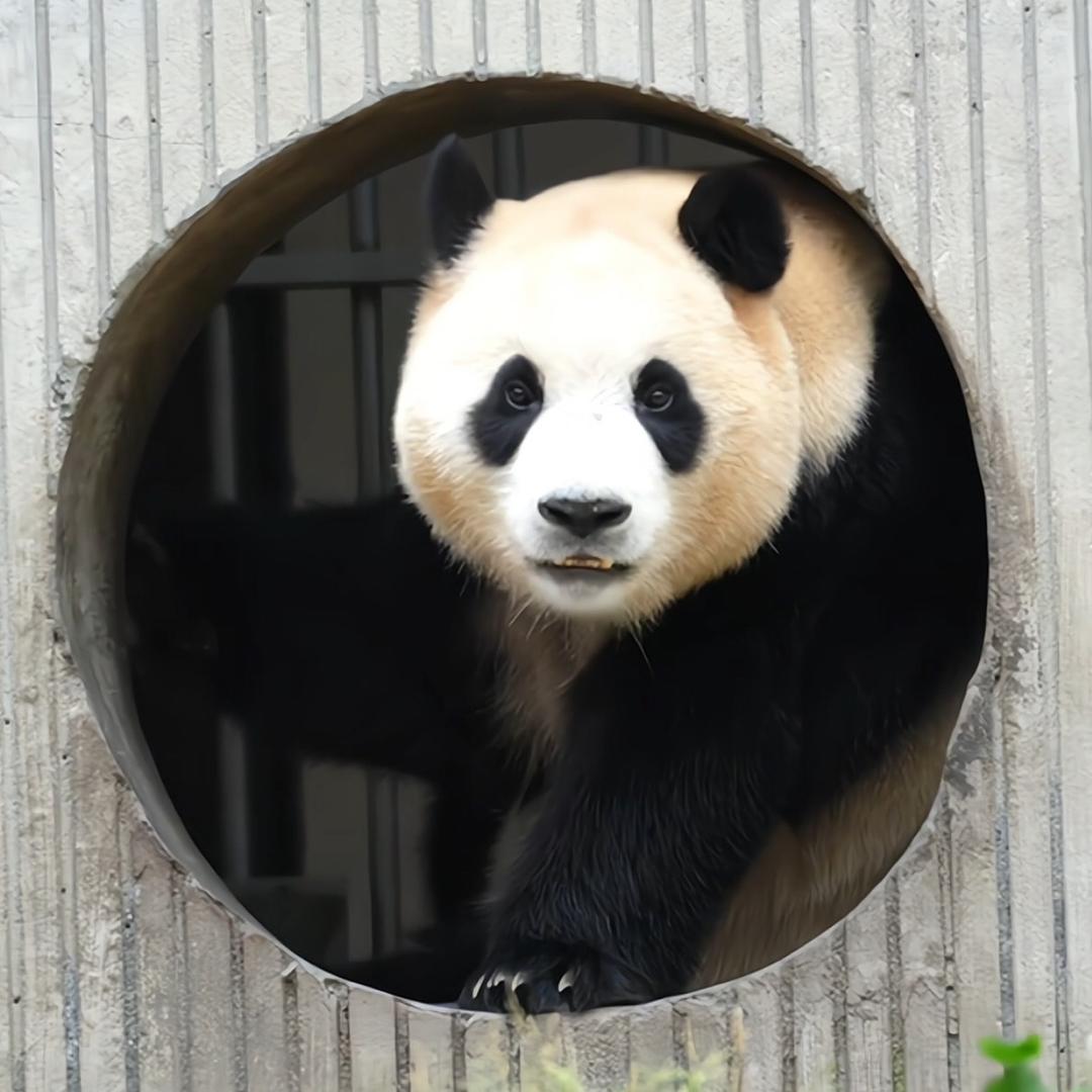钟意福宝