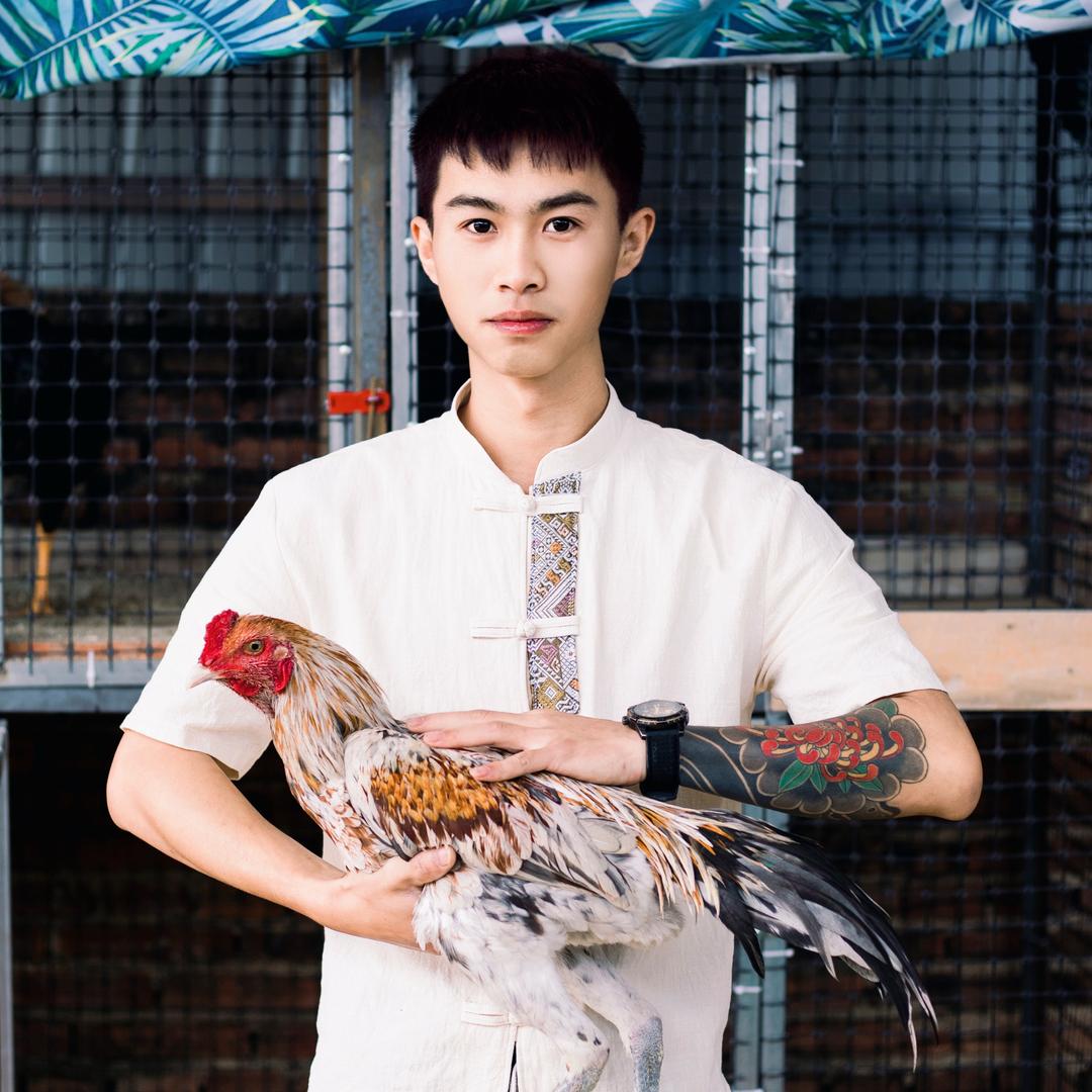 小盐เกลือ🇹🇭版纳斗鸡养殖