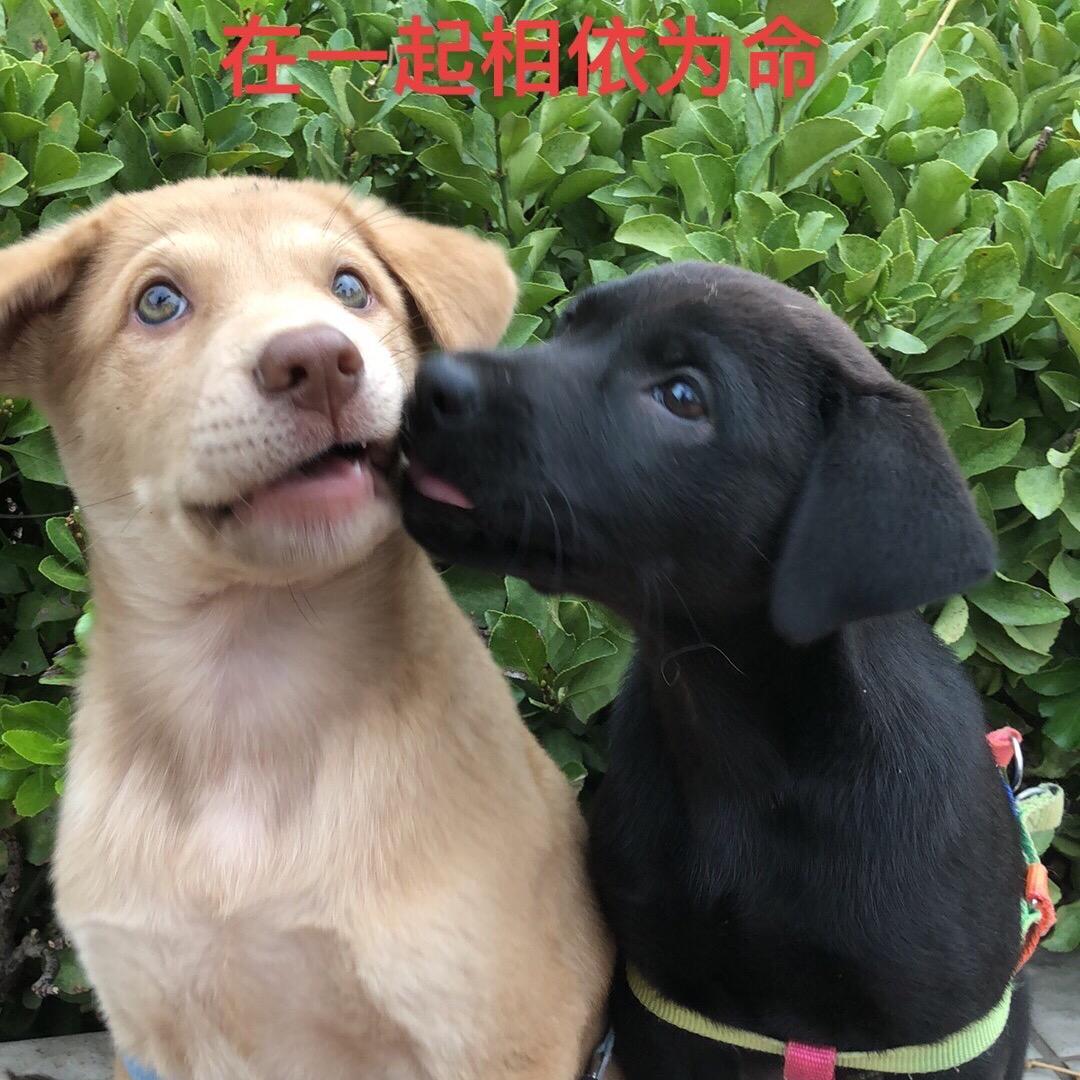 救助收留回家的七只狗狗